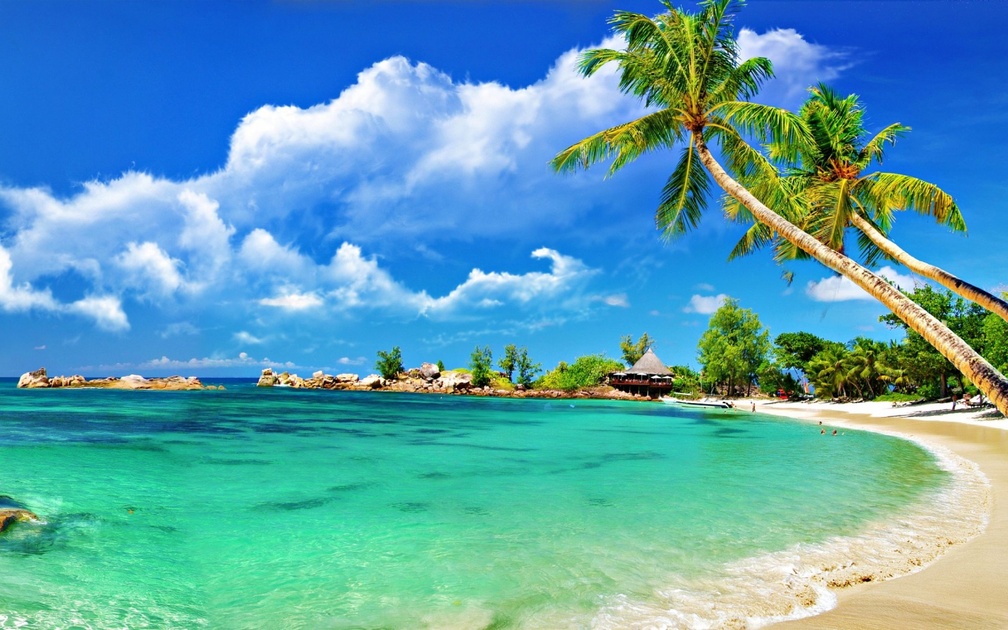 Beautiful Beach with Palm Trees