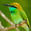 *** Bee _ eater ***