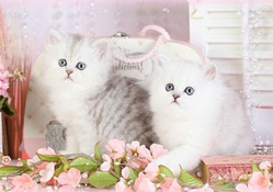 white perssian fluffy kittens
