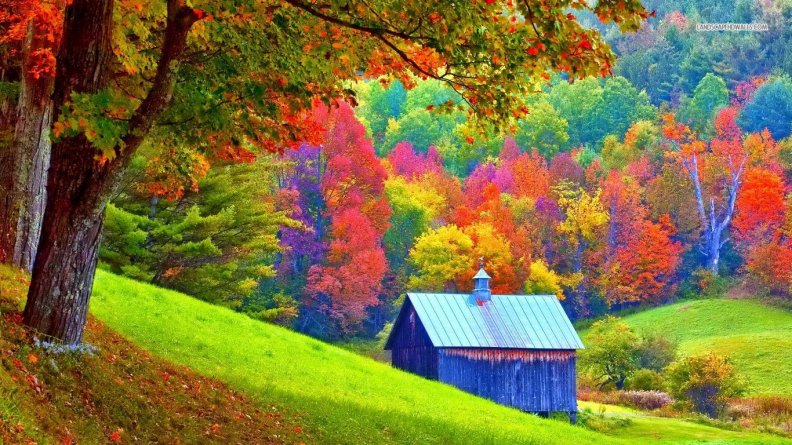 colorful_autumn_forest.jpg