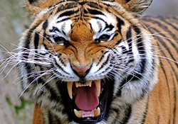 royal bengal tiger