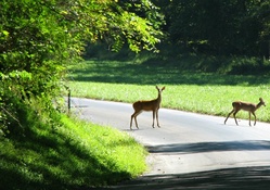Doe and Fawn crossing the road