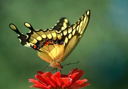 Butterfly on a red flower