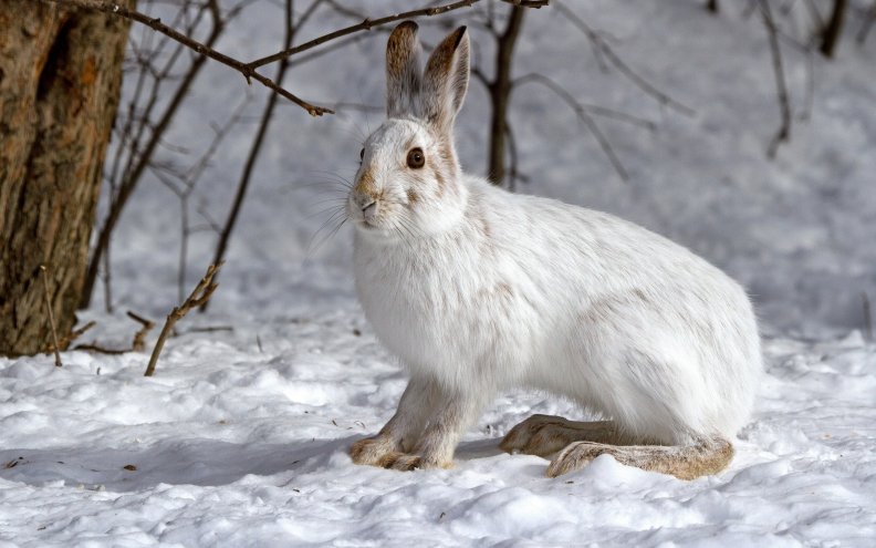 rabbit_in_winter.jpg