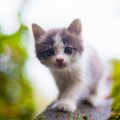 cute kitten
