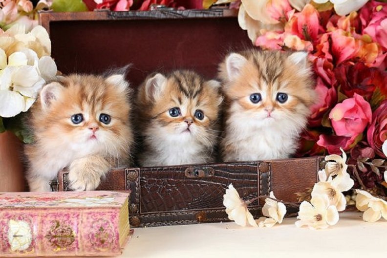 cute_kittens_in_a_suitcase.jpg