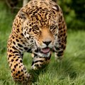 Hungry jaguar