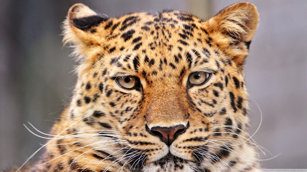 Leopard with a bored look