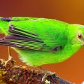 *** Green bird ***