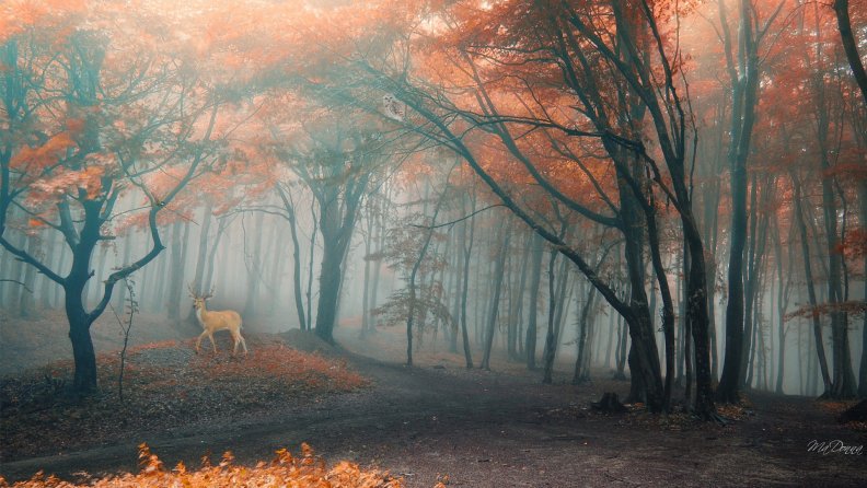 Deer in Fall Forest