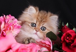 kitty with a flowers