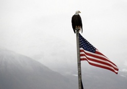 Bald Eagle on Flag Pole