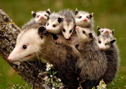 *** Opossum family ***