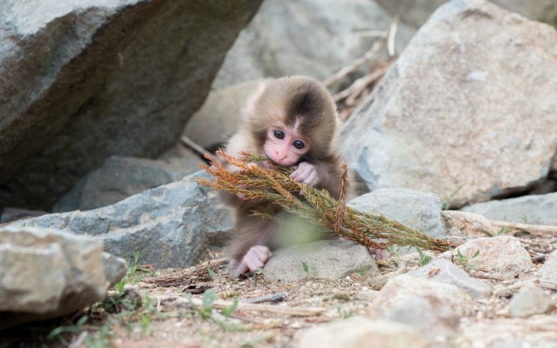 Cute monkey
