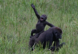 Funny Gorillas