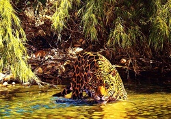 Bathing Leopard