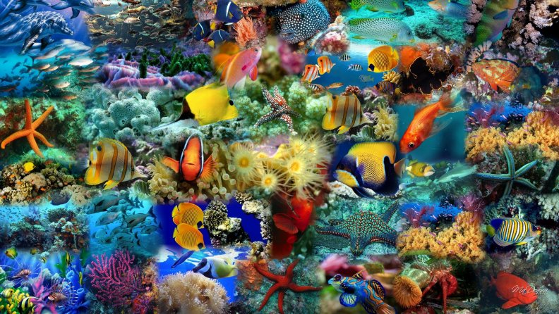 Fish Collage