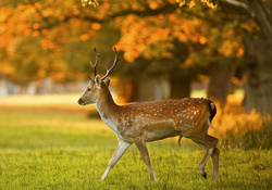 Deer stag in autumn evening light