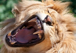 Roaring_lion