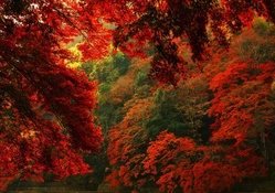 Red Autumn Forest _ hdr