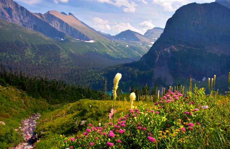 Glacier National Park Wildflowers