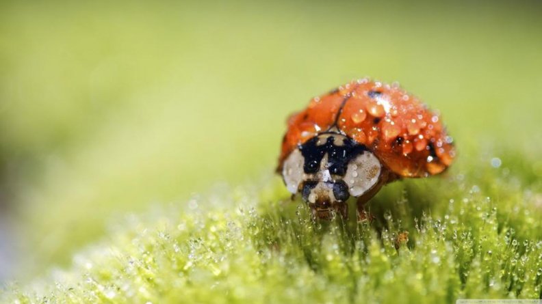 ladybug_super_macro.jpg