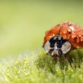 Ladybug super macro