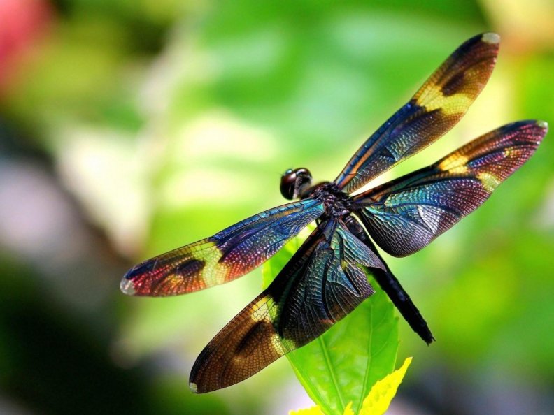 Colorful Dragonfly
