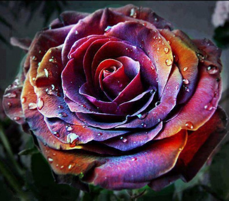 Multicolor  Rose