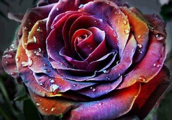 Multicolor  Rose