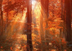 Sun Rays in Autumn Forest