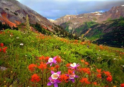 Hillside Flowers