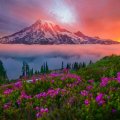 Sunrise Light Illuminates Mount Rainier