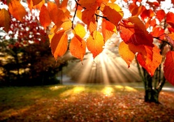 Autumn Sunshine