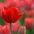 Bright Red Tulip