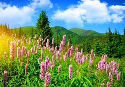 Spring's Lupines