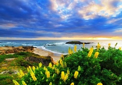 Beach Flowers, California