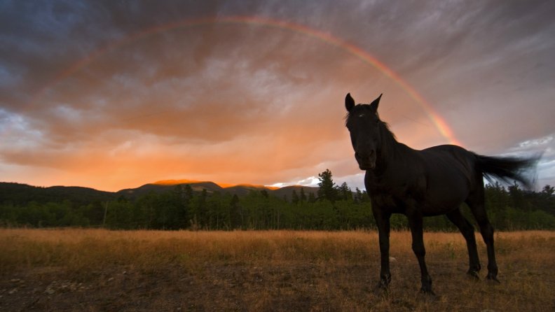 Horse in Rainbow Field