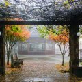 Rainy Autumn