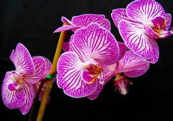 Orchids _ hdr