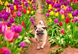PUP in SPRING TULIPS