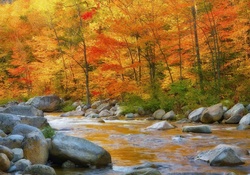 Autumn Forest and Rocky Stream