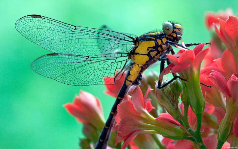 dragonfly_on_pink_flower.jpg