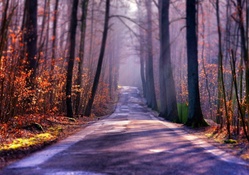 autumn forest road in focus