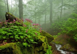 Stream in the Misty Forest