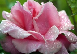 A Pretty Pink Rose