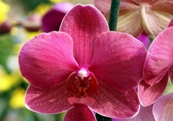 Lovely Purple Orchid