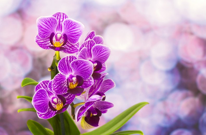pretty_orchids.jpg