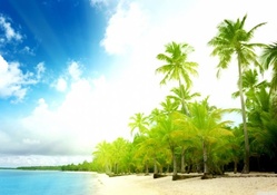Palm trees beach