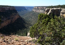 Mesa Verde Canyon